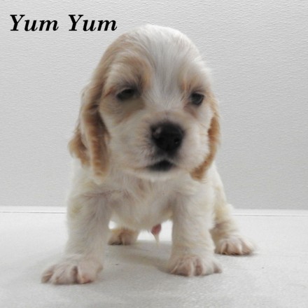 puppy, for, sale, Cocker Spaniel, Joe & Cherri  Overlease, dog, breeder, Miller, MO, dog-breeder, puppy-for-sale, forsale, nearby, find, puppyfind, locator, puppylocator, aca